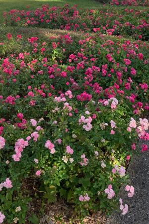 entretien-des-massifs